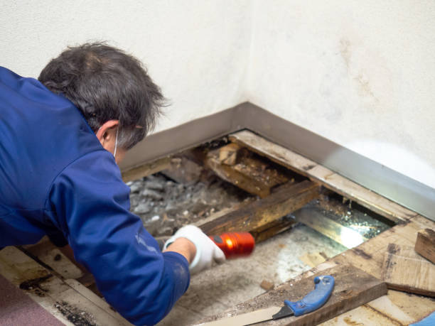 Best Residential Mold Remediation in Louisville, OH